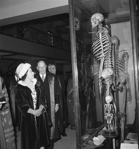 Giant Human Skeleton