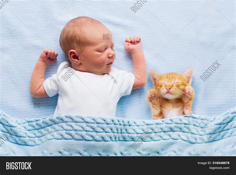 Baby Sleeping Kitten Image & Photo (Free Trial) | Bigstock