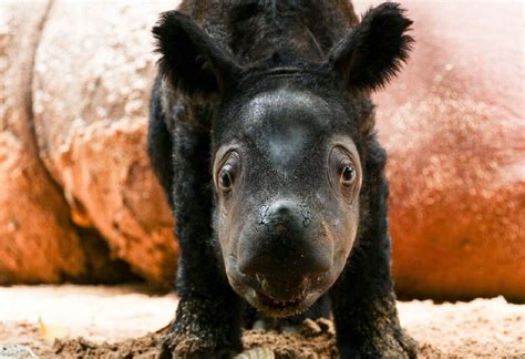 Rare birth of Sumatran rhino brings hope for endangered species