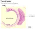 Thyroid Gland - Anatomy & Physiology - WikiVet English