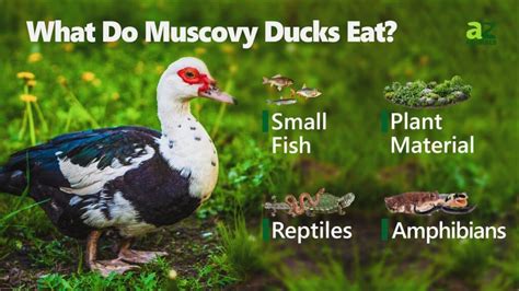 What Do Muscovy Ducks Eat? - IMP WORLD