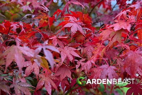 Bloodgood Japanese Maple Tree Guide: How to Care for “Acer palmatum ...