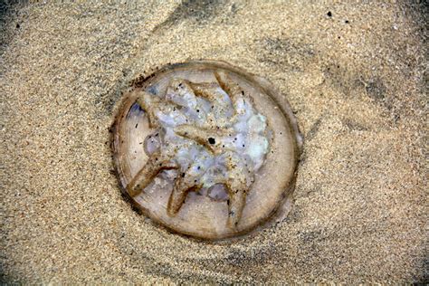 Fossil CSI: Comparing a fossil jellyfish found at Solnhofen with jellyfish found stranded along ...