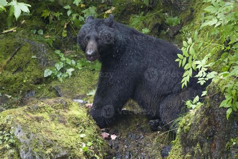 Isolated Black Bear while eating a salmon in Alaska 17235326 Stock Photo at Vecteezy