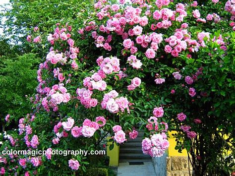 Pink climbing rose bushes-rose photos