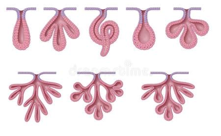 Types Glands Stock Illustrations – 65 Types Glands Stock Illustrations, Vectors & Clipart ...