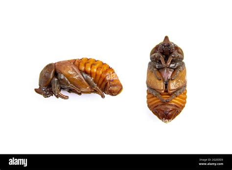 Indian insect pupa hi-res stock photography and images - Alamy