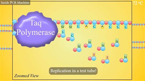 Polymerase Chain Reaction Animation