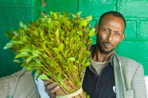 Khat cultivation in Ethiopia fuels economy, reduces deforestation - CIFOR-ICRAF Forests News