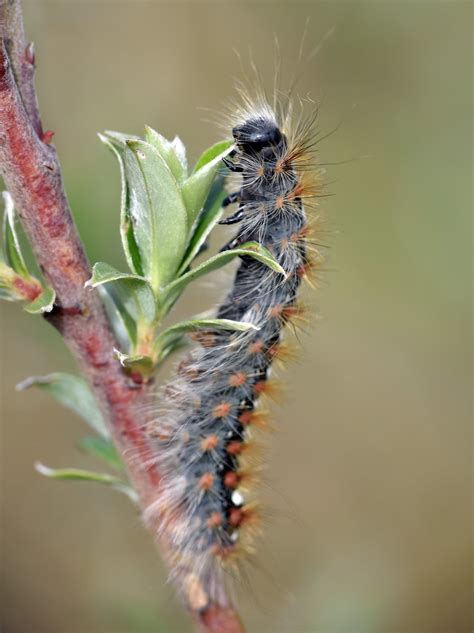 White satin moth caterpillar | Leucoma salicis at Ainsdale L… | Flickr