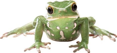 Big Frog Frog Frog Png Png Image - vrogue.co