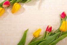 Tulip Border Free Stock Photo - Public Domain Pictures