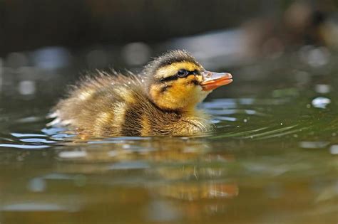 a little one.. | Ducklings, Beautiful birds, Cute animals