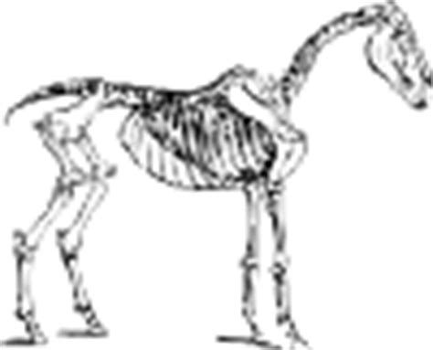 Horse Skeleton Clip Art at Clker.com - vector clip art online, royalty free & public domain