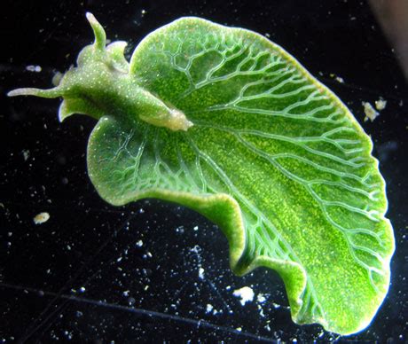 Solar Powered Sea Slug Lives A Life Between Plant And Animal