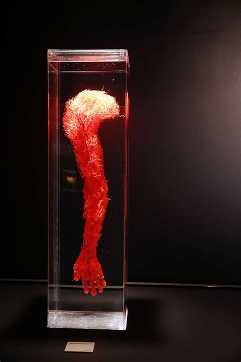 BODIES The Exhibition – GAFollowers