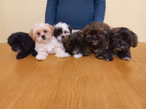 Shih Apso puppies/Lhasa Apso Shih Tzu puppies | Dogs & Puppies for ...