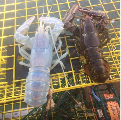 Albino Lobster Landed