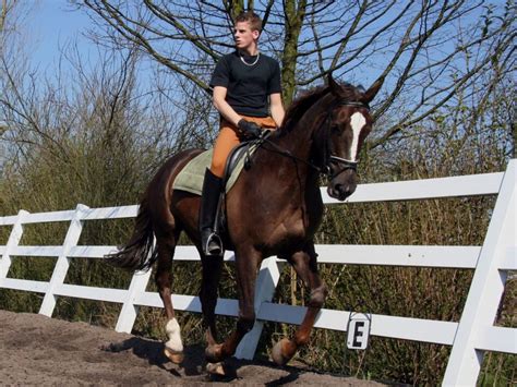 Want To Canter Your Horse? A Guide For Beginner Riders