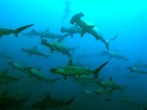 Malpelo dive travel guide, Malpelo liveaboards and hammerhead season ...