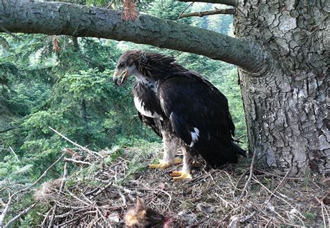 Image of a golden eagle fledgling in a nest in the Carpathian... | Download Scientific Diagram