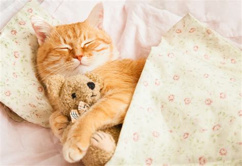 Cute Red Sleeping Cat On A Bed Stock Photo - Download Image Now - iStock