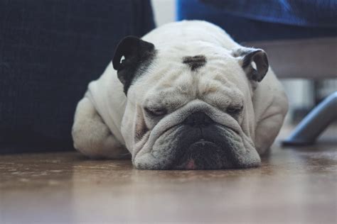 Lovely Bulldog – Alterables