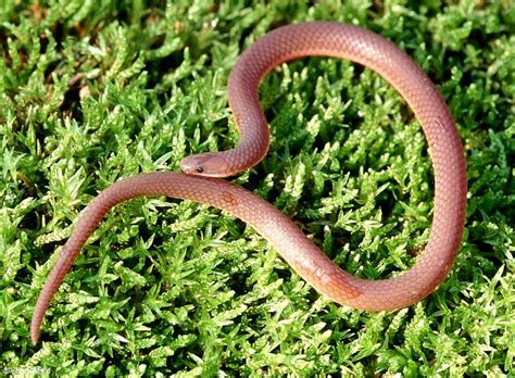 Eastern worm snake - Alchetron, The Free Social Encyclopedia