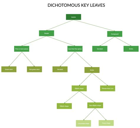 Dichotomous Key Template