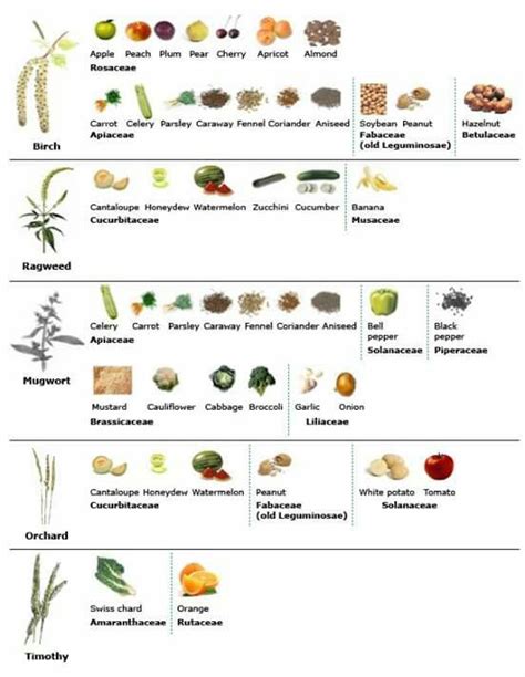 Food Allergy Cross Reactivity Chart