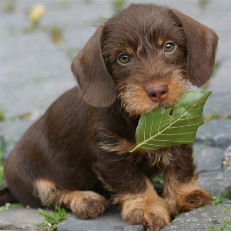 Dachshund, Wire Haired Dachshund, Long Haired Dachshund