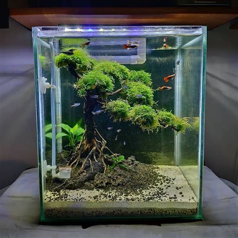 Nano Low Tech Bonsai Tree Java Moss Plants | Planted aquarium, Moss plant, Aquarium landscape