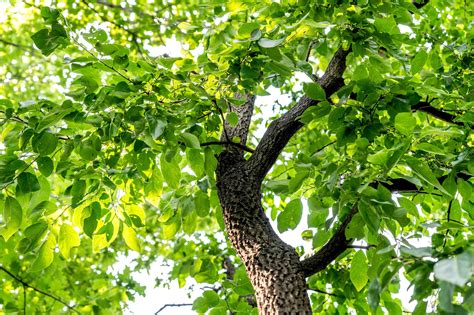 How to Grow Persimmon Trees