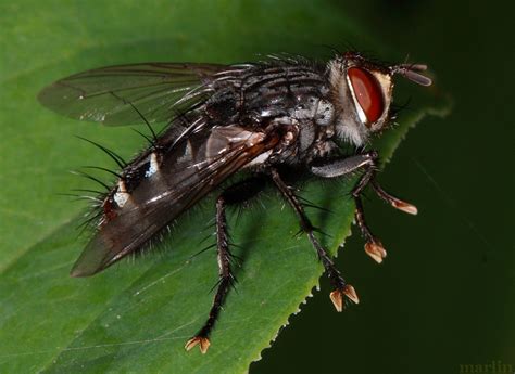 Flesh Fly - Bellieria sp - North American Insects & Spiders