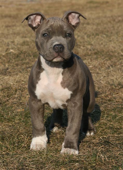 Allevamento Amstaff - Allevamento amstaff blue