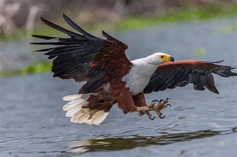 Best Eagle Catching Prey Stock Photos, Pictures & Royalty-Free Images - iStock