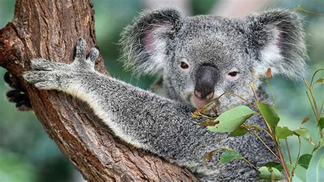 11 Animales que sólo verás en Australia - Dingoos