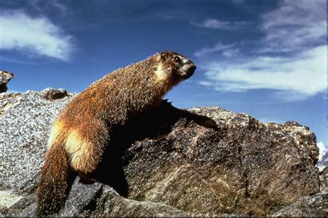 Marmot - Rocky Mountain National Park (U.S. National Park Service)