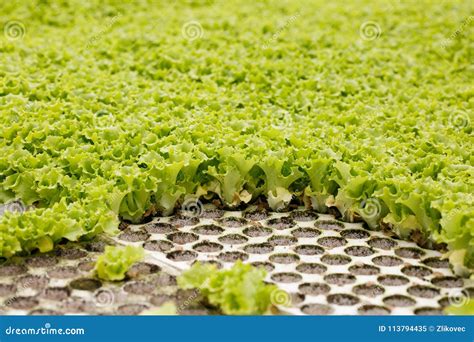 Lettuce Seedlings in Starter Pots for Transplanting Stock Image - Image ...