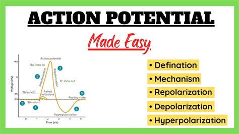 Action Potential, Depolarization, Repolarization, Refractory Period ...