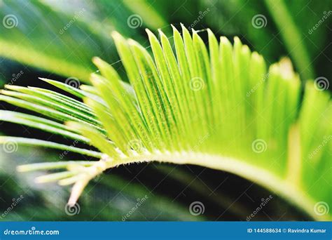 Closeup of New Leaf of Plant Stock Photo - Image of nature, closeup ...