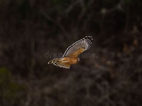 Red-shouldered Hawk Flying in the Air Stock Image - Image of shouldered ...