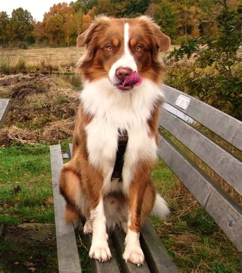 Red Tri Australian Shepherd | SUCH a lovely coloring! | Australian shepherd dogs, Australian ...