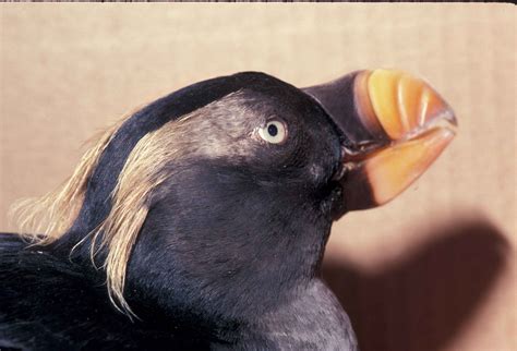 Free picture: tufted, puffin, bird, breeding, plumage, fratercula cirrhata