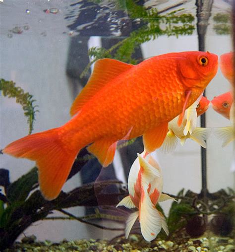 Common Goldfish: Info with Care Details and Pictures