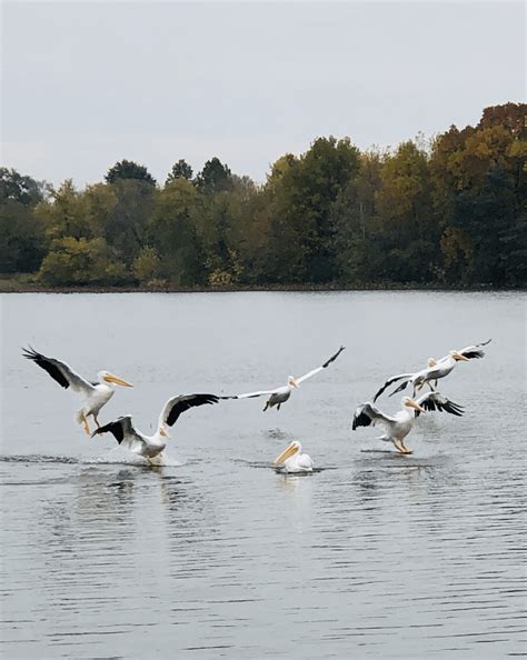 Pelican migration : r/ExposurePorn