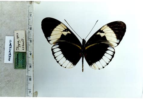 Heliconius c. cydno (TYPE of Heliconius ab. mediocydno Neustetter, 1907 ...