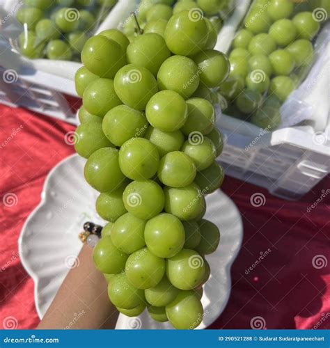 Japanese Grapes Simuscus Grapes, Korean Grapes Stock Photo - Image of ...