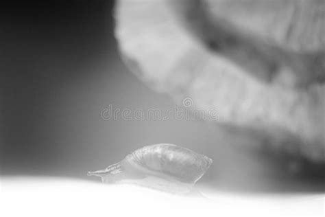 Black and White Art Photo of a Crawling Snail Stock Photo - Image of ...
