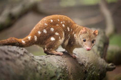 Australia's endangered animals